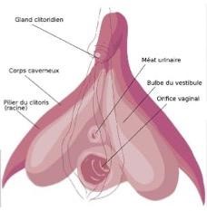 schéma du clitoris